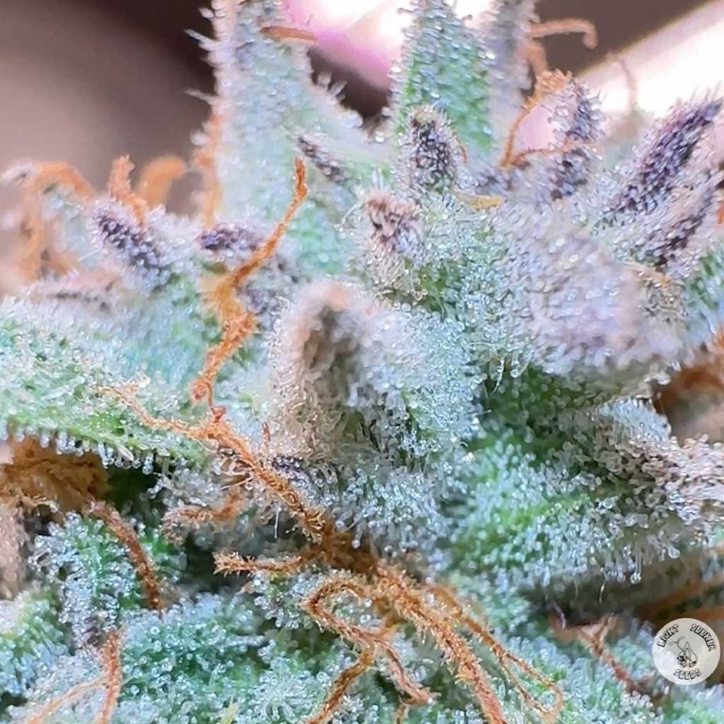 Cake Breaker F1 Full Pack (Regular) NEW DROP