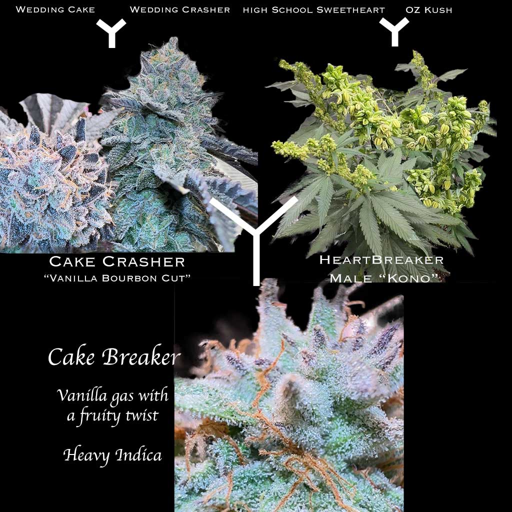 Cake Breaker F1 Full Pack (Regular) NEW DROP