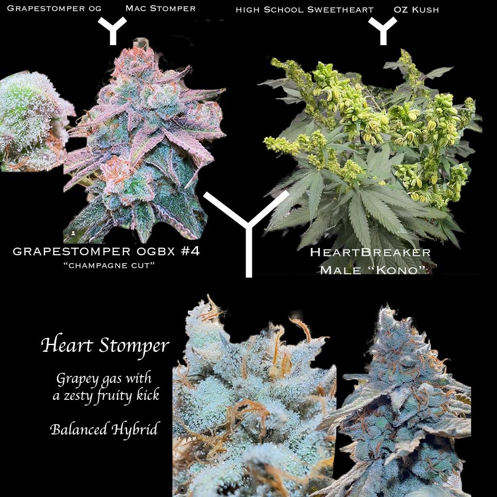 Heart Stomper F1 (Regular) (sold out)