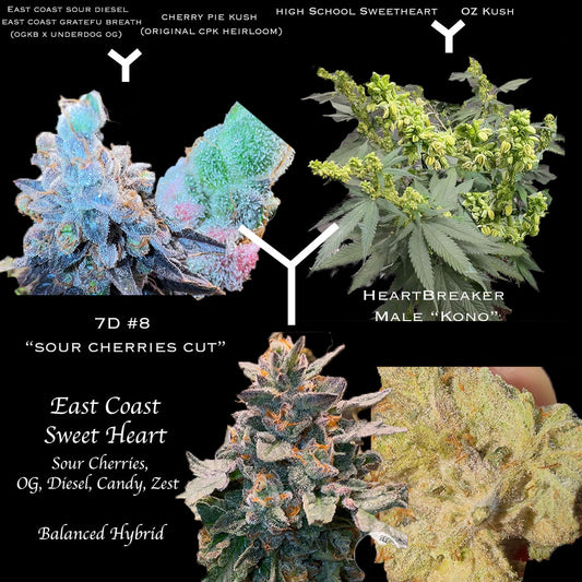 East Coast Sweet Heart F1 (Regular) NEW DROP