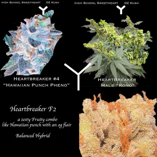 Heartbreaker F2 (Regular) Sunken Treasure Seeds Collab! NEW DROP!