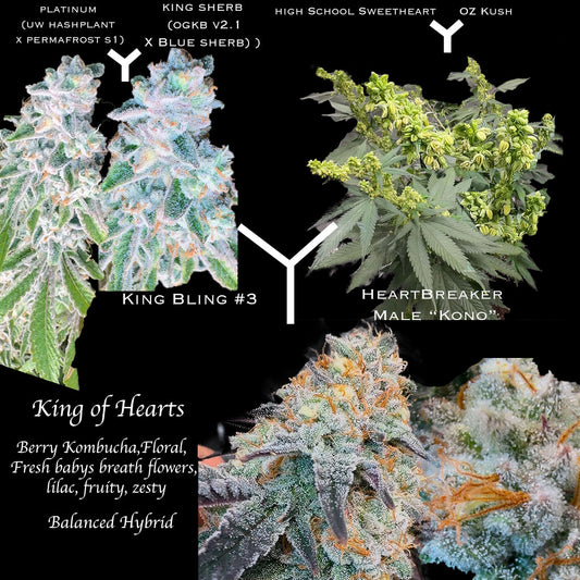 King of Hearts F1 (Regular) NEW DROP