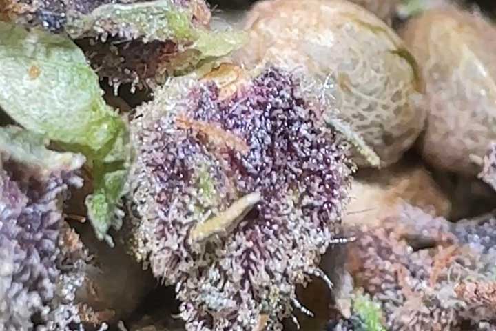 Regular organic cannabis seeds USA Lime Jelly Strain
