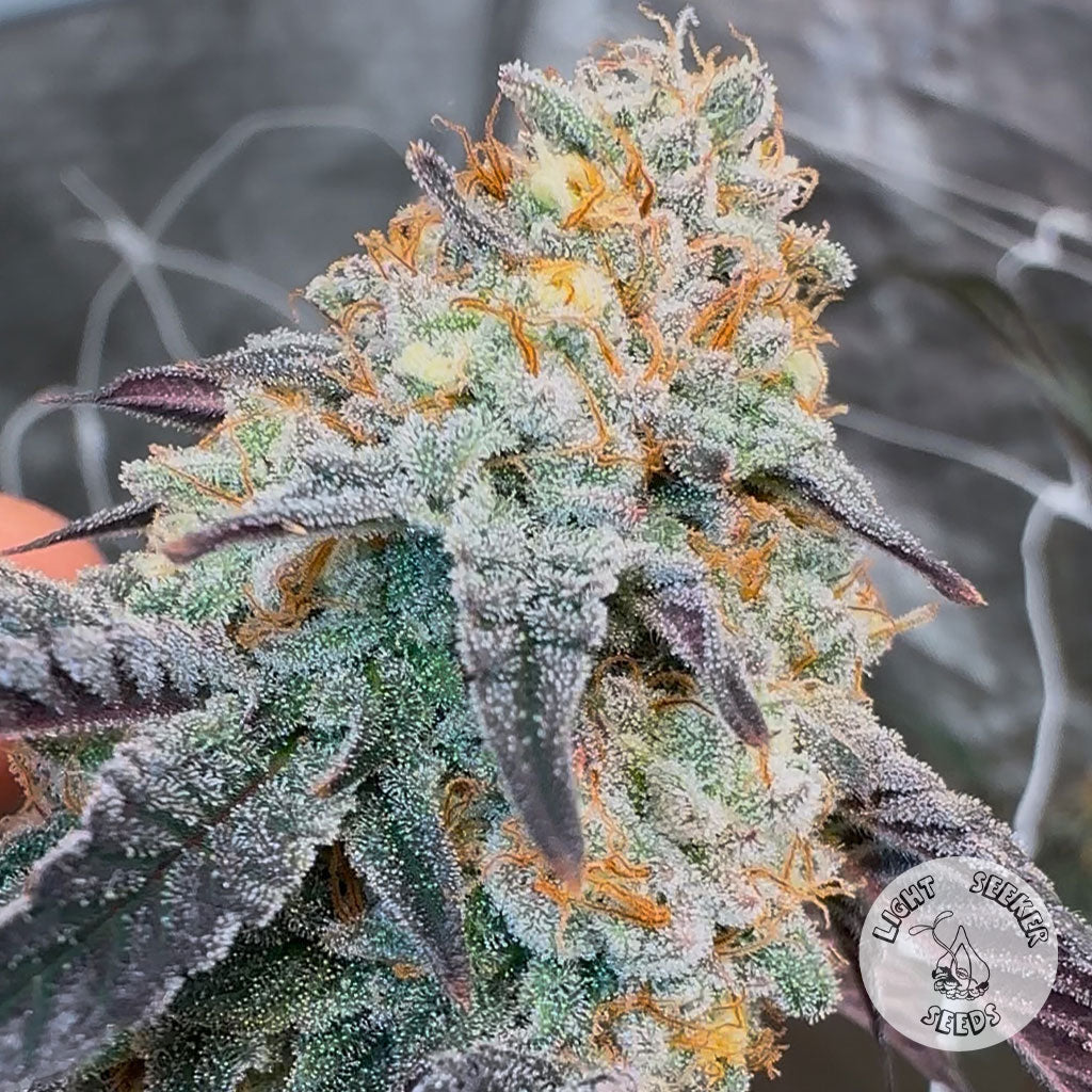 nug shot of King of Hearts #14