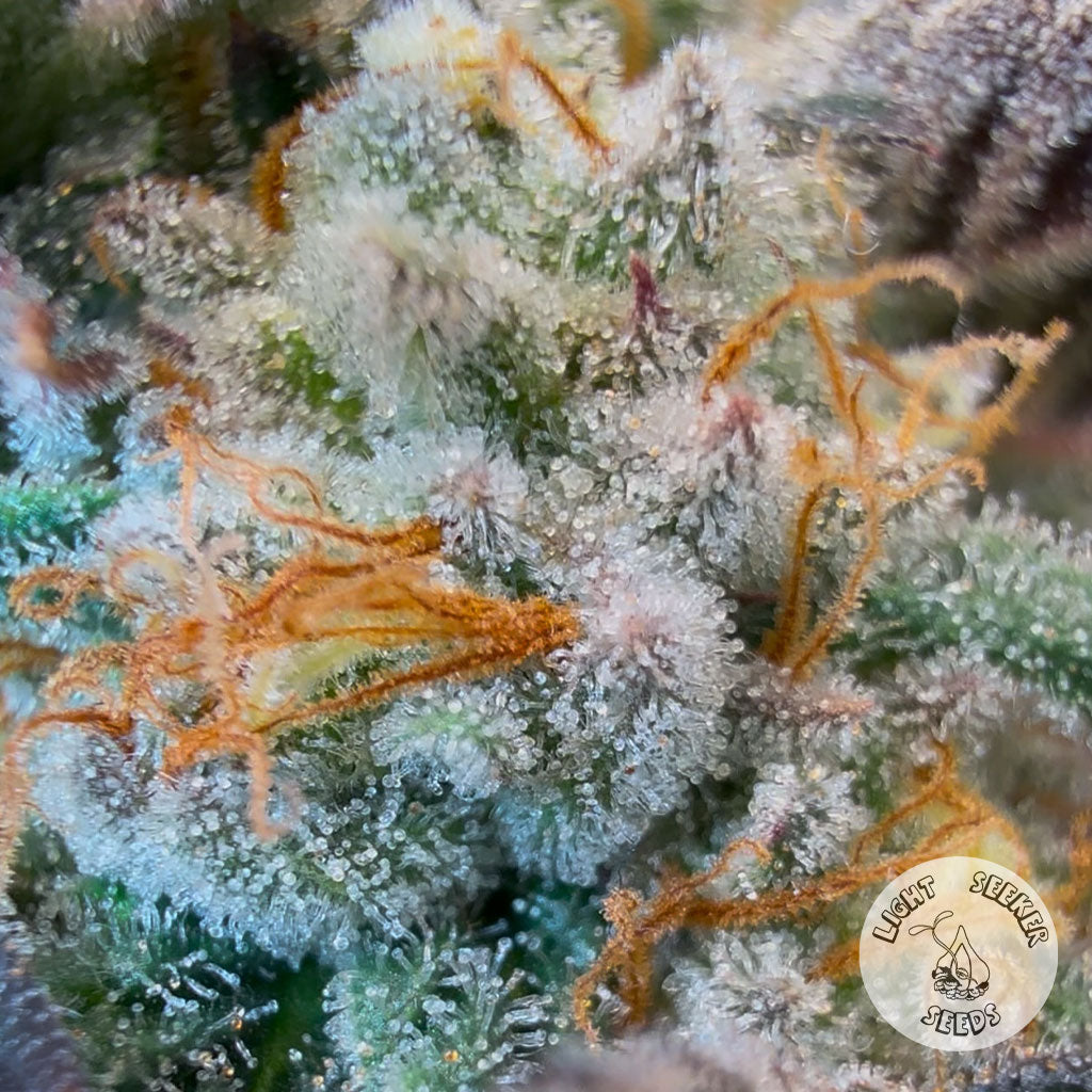 close up of trichomes on king of hearts # 14
