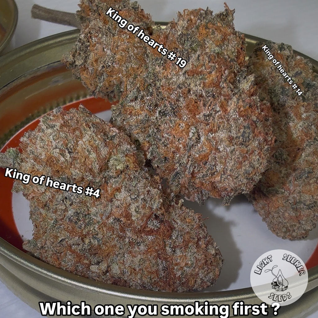 dried nugs of King Of Hearts strain Various phenos