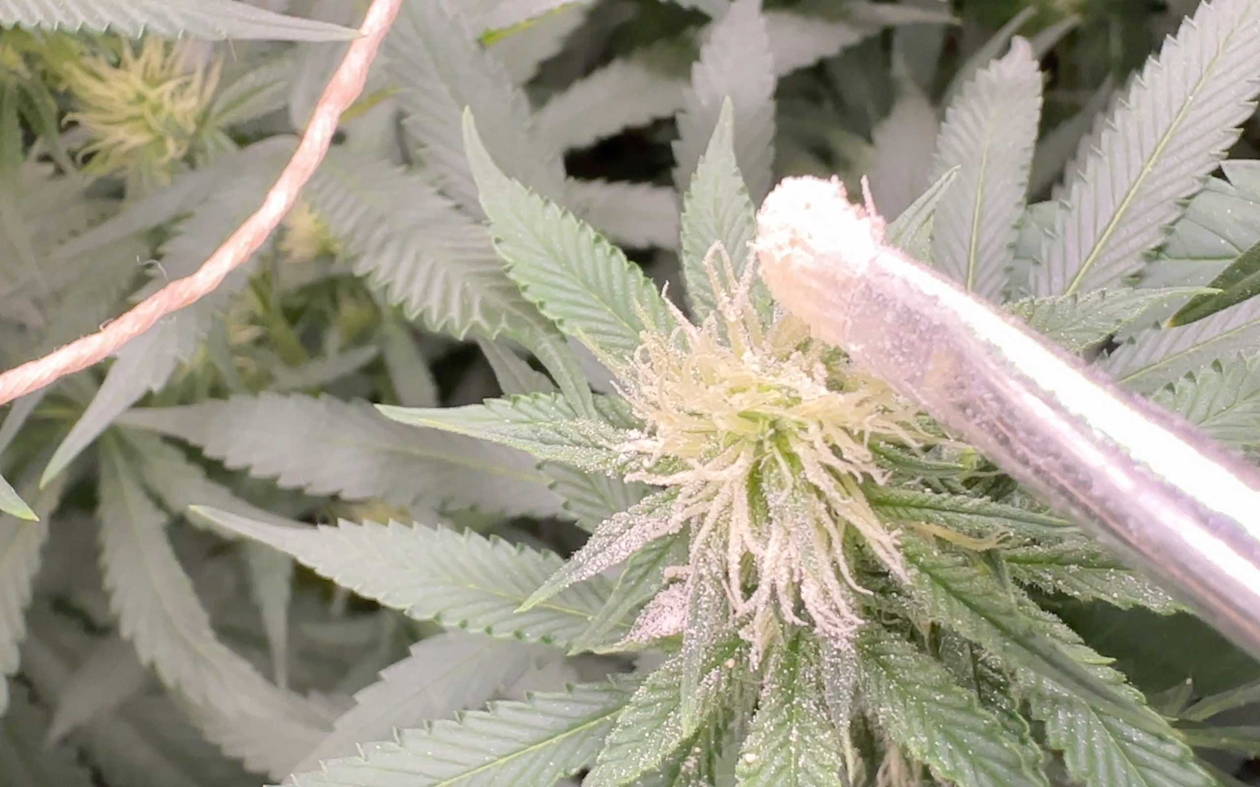 pollinating cannabis by hand
