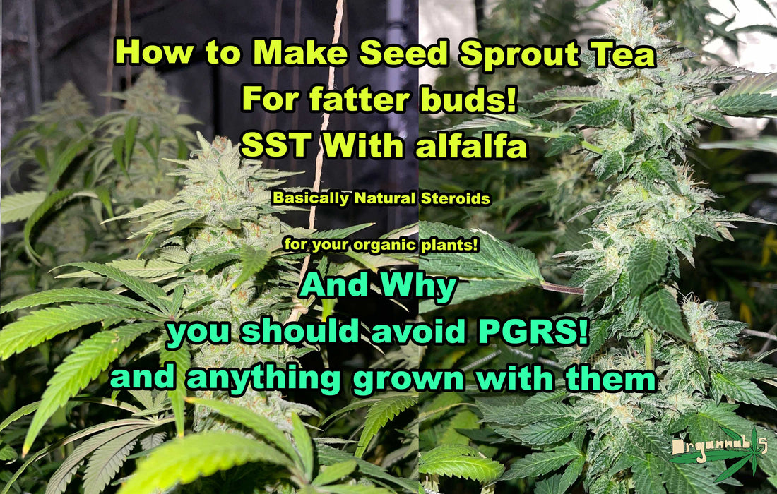How To Make Seed Sprout Tea with Alfalfa! SST Done Easy the difference of natural and synthetic PGRs