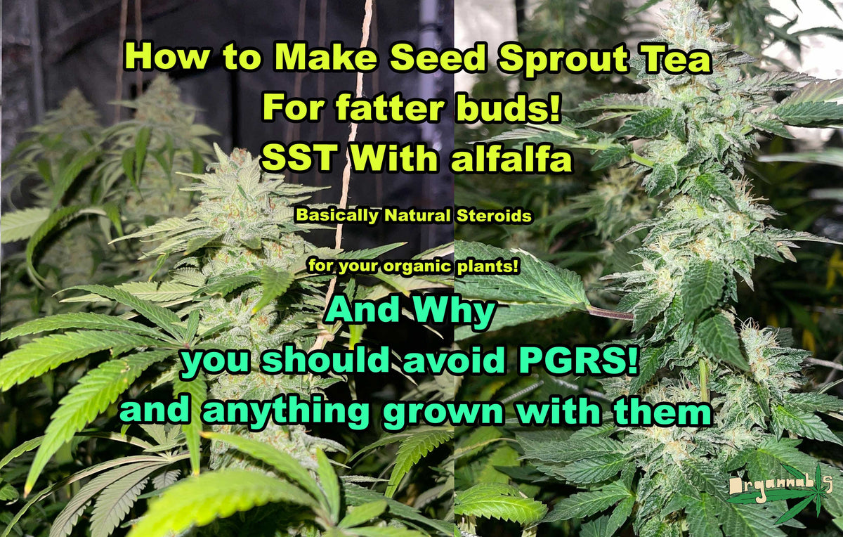 How To Make Seed Sprout Tea with Alfalfa! SST Done Easy the difference ...