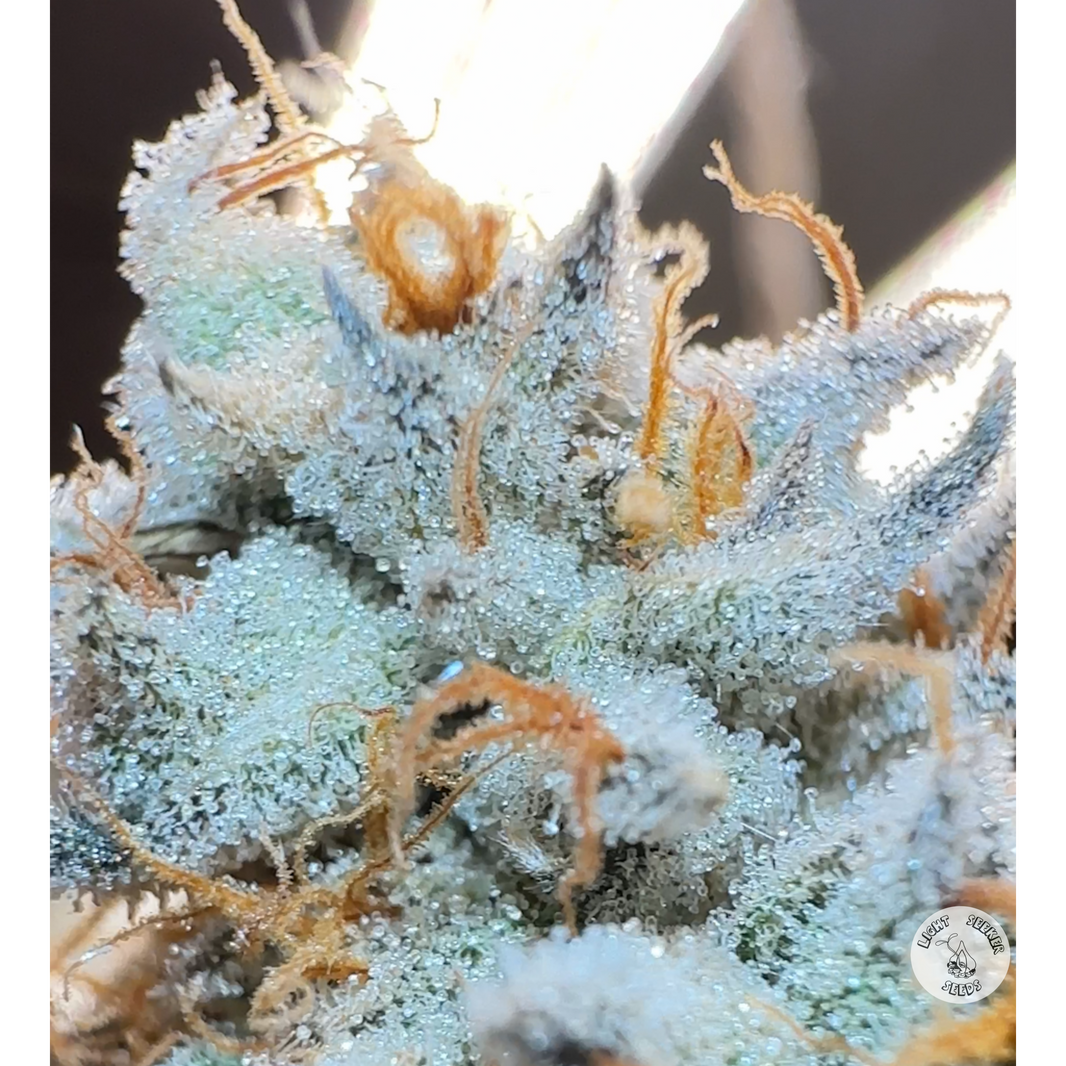 Regular Cannabis Seeds | Light Seeker Seeds | Organic Cannabis Seeds ...