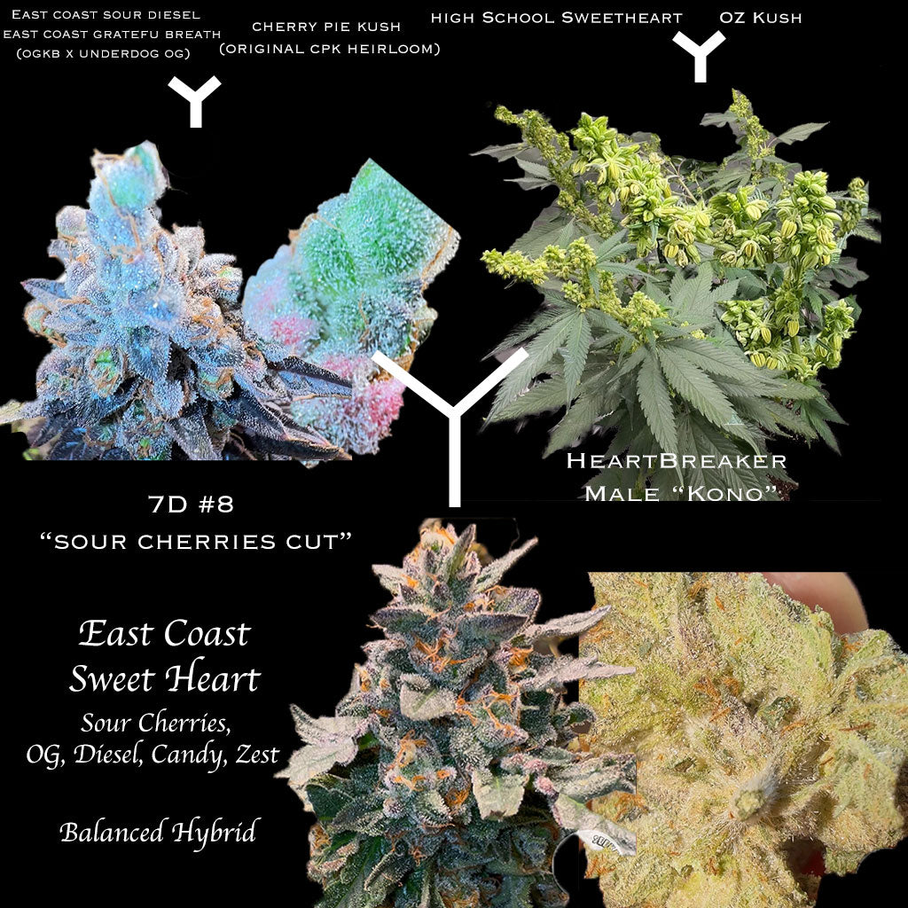 East Coast Sweet Heart F1 (Regular) NEW DROP