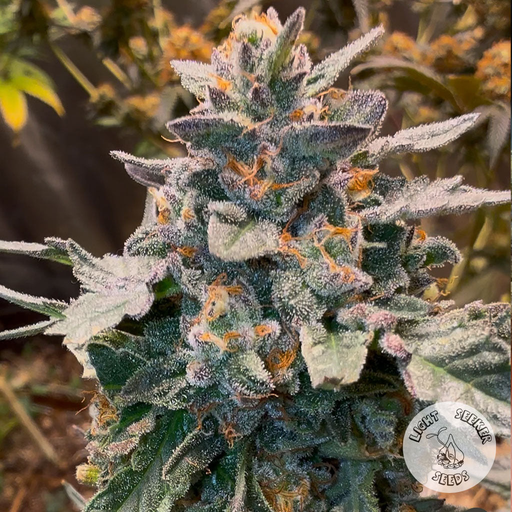 Close-up of a cannabis plant with frost on its leaves East Coast Sweet Heart Strain 