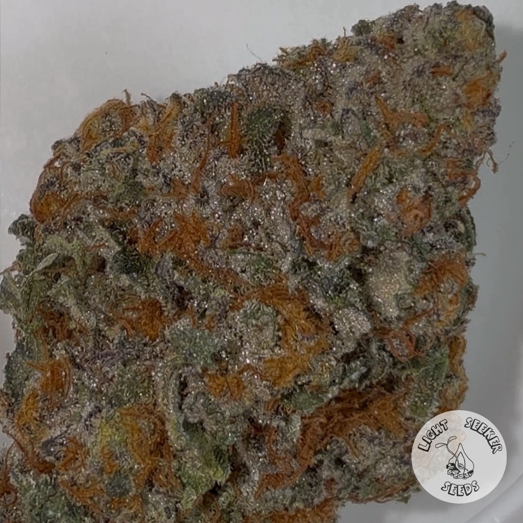 Close up of harvested nug of cannabis, Eat Coast Sweetheart Strain