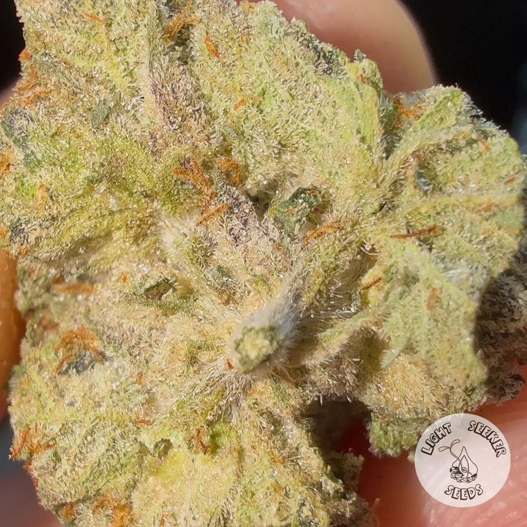 Close-up of a cannabis bud with trichomes, held between fingers. East Coast Sweetheart Strain